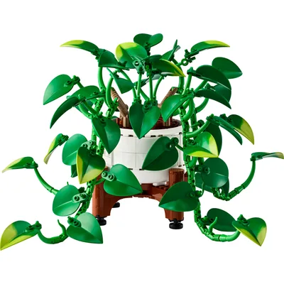Hanging Golden Pothos — set 11512